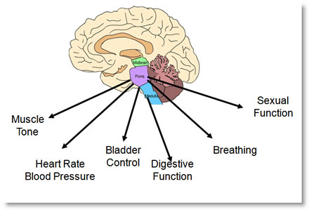 Brainstem Controls
