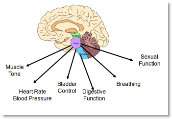 brain/brainstem controls all autonomic functions