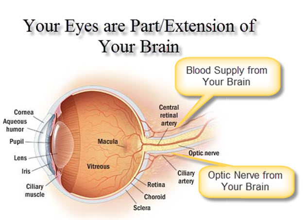 Eyes - blood supply from brain
