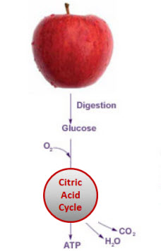 citric acid cycle